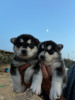 Chiots husky