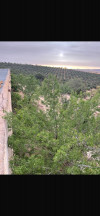 Vente Terrain Agricole Sidi Bel Abbès Sidi lahcene