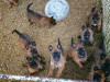 chiot malinois pur race 