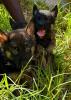 Chiots Berger Allemand 