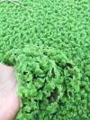 Azolla