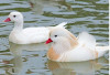 canard mandarin blanc