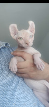 Sphynx pure race 