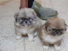 Magnifiques chiots pekinois 