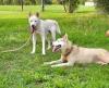 Husky Bulgari Blancs & yeux bleus