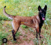 Chien malinois charboni