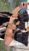 Chiots berger allemands 