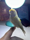 Canari Gloster Male adulte 22 