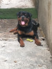 Un mâle rottweiler serbie