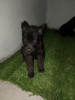 Chiot malinois bleus 