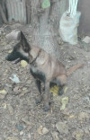 Femelle berger belge malinois 