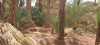 Vente Terrain Ouargla Ouargla