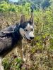 husky sibérien 