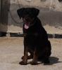 Mal Rottweiler sarbi 