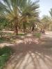 Vente Terrain Agricole Biskra Lioua