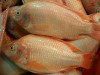 Tilapia rouge gros Bon prix