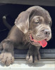 Les chiot cane corso 