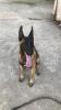 Malinois 6 mois mdrisi b carnet ta3o