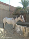 Cheval a vendre