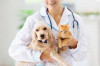 Veterinaire dans une clinique pour le weekend