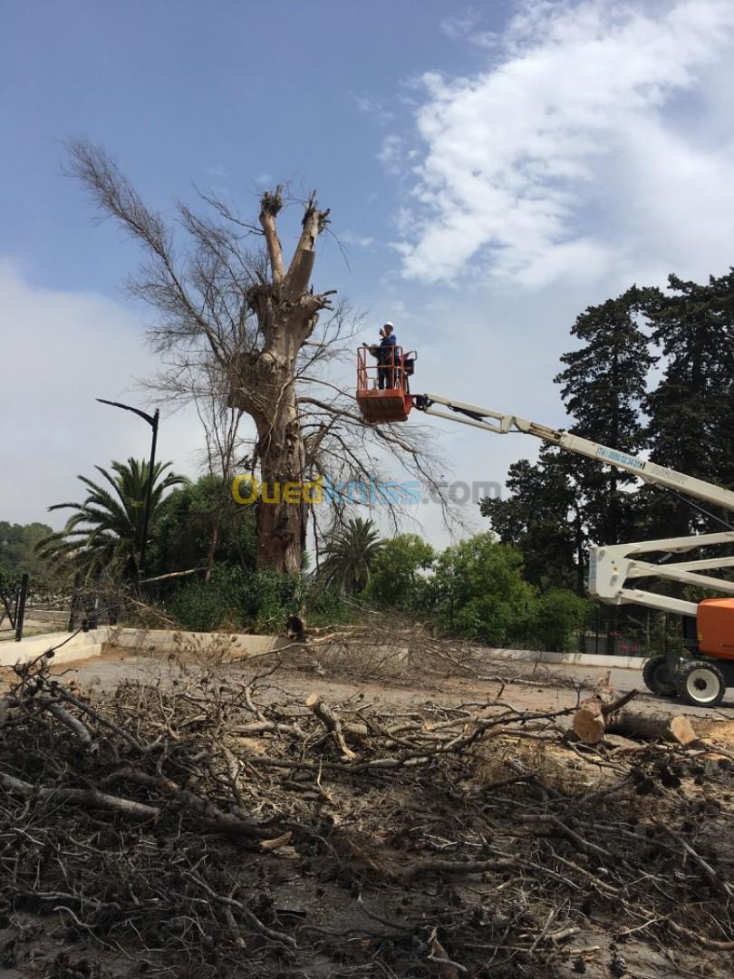 Société abattage et élagage des arbres تقطيع الاشجار