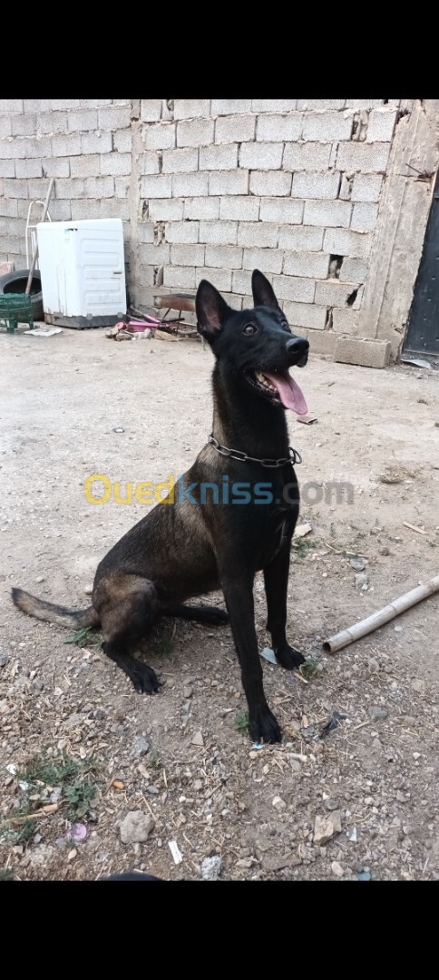 Femelle malinois 