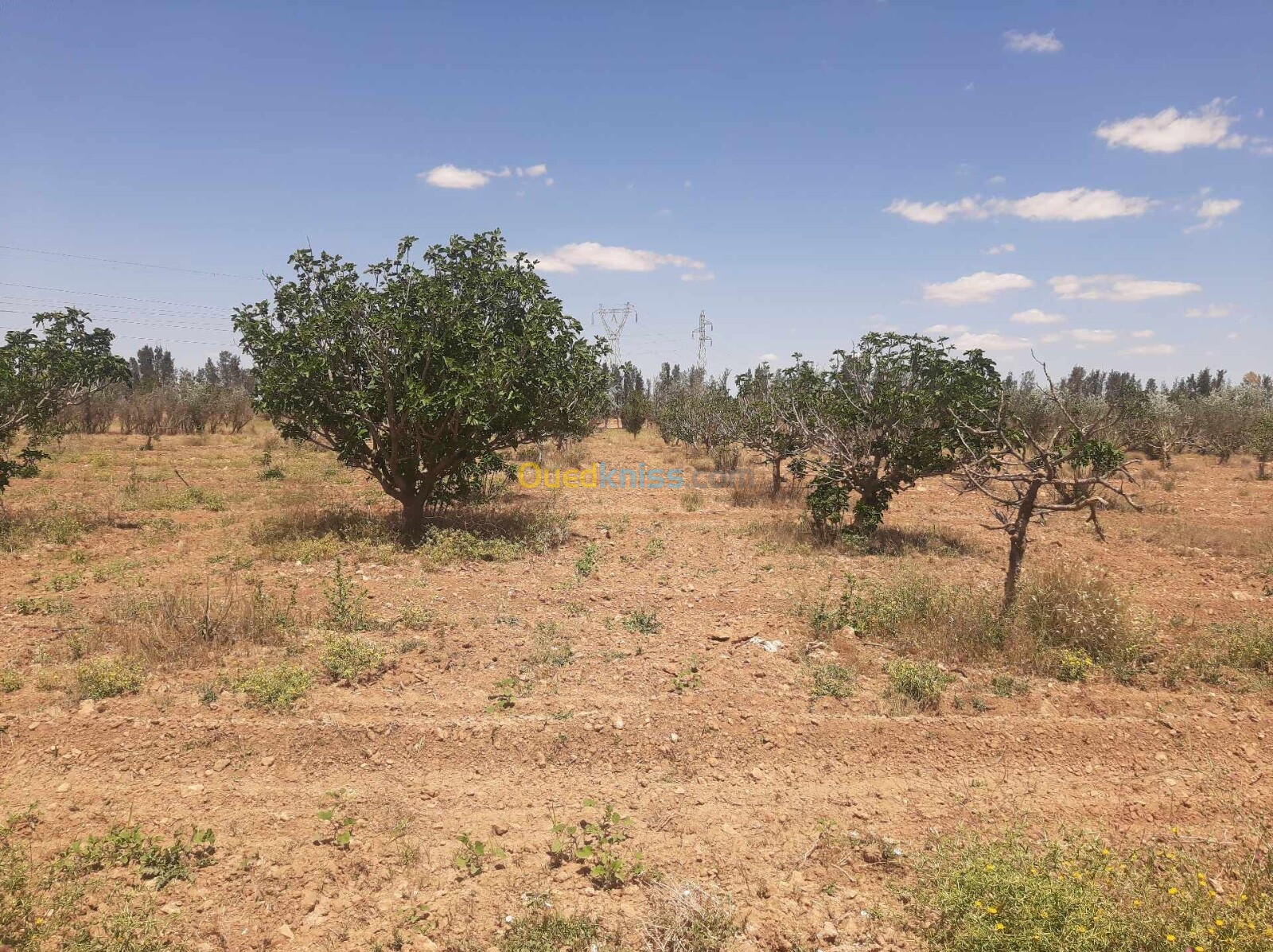 Vente Terrain Saïda Sidi ahmed