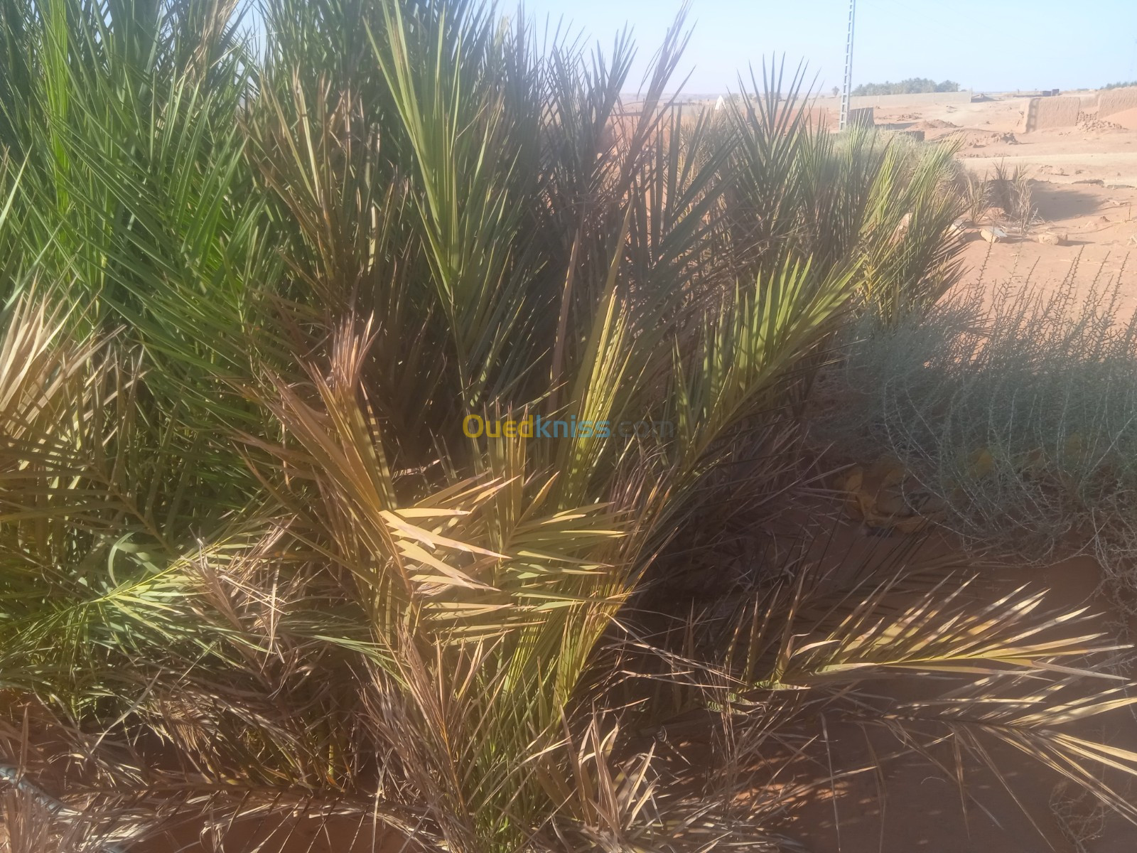 Vente Terrain Adrar Timimoun