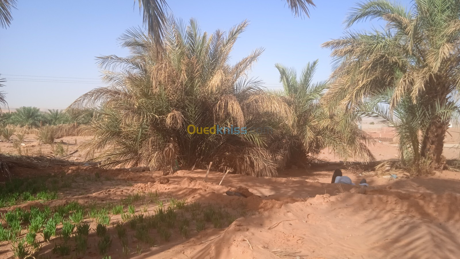 Vente Terrain Adrar Timimoun