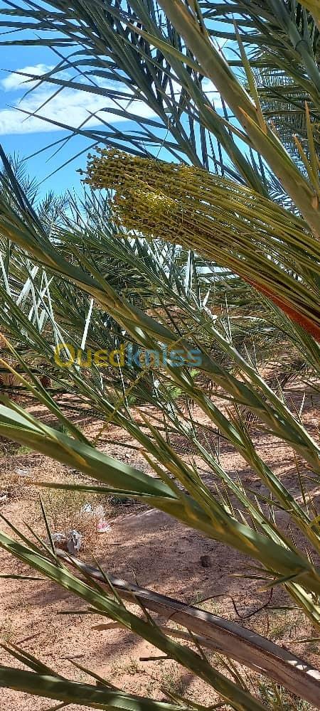 Vente Terrain Agricole Biskra El ghrous