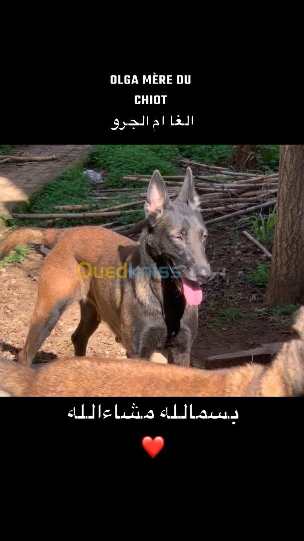 chiot malinois pure sang 