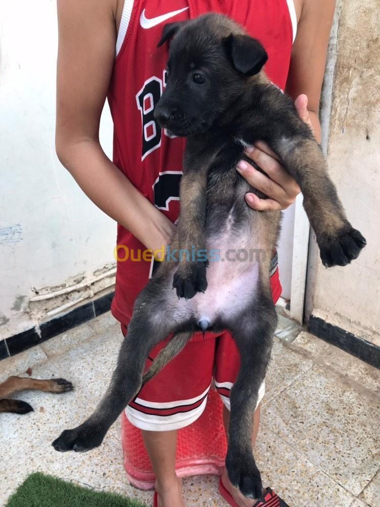 les chiot malinois جراء مالينوا