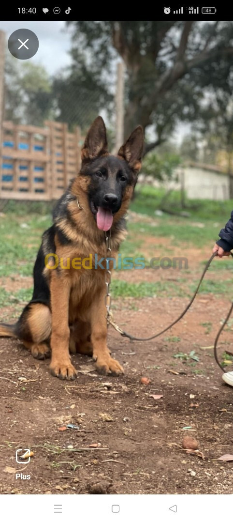 Mâle Berger Allemand   5 Mois Pedigré 