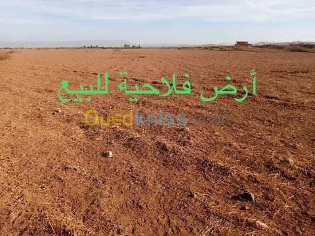 Vente Terrain Agricole Alger Ain benian