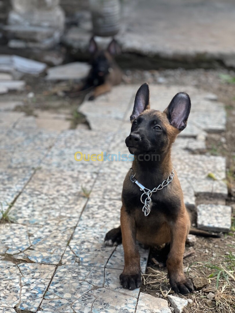 Couple malinois charbonnier Mask noire 