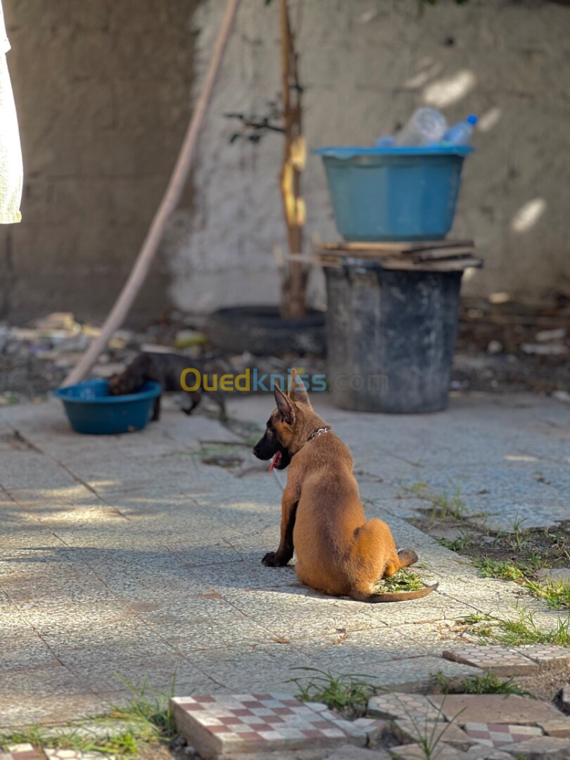 Malinois charbonnier mask noire 