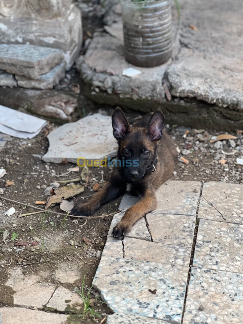 Couple malinois charbonnier Mask noire 