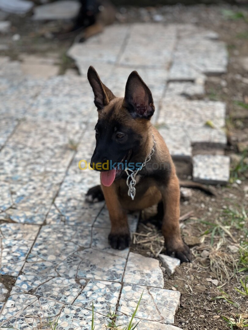 Couple malinois charbonnier Mask noire 