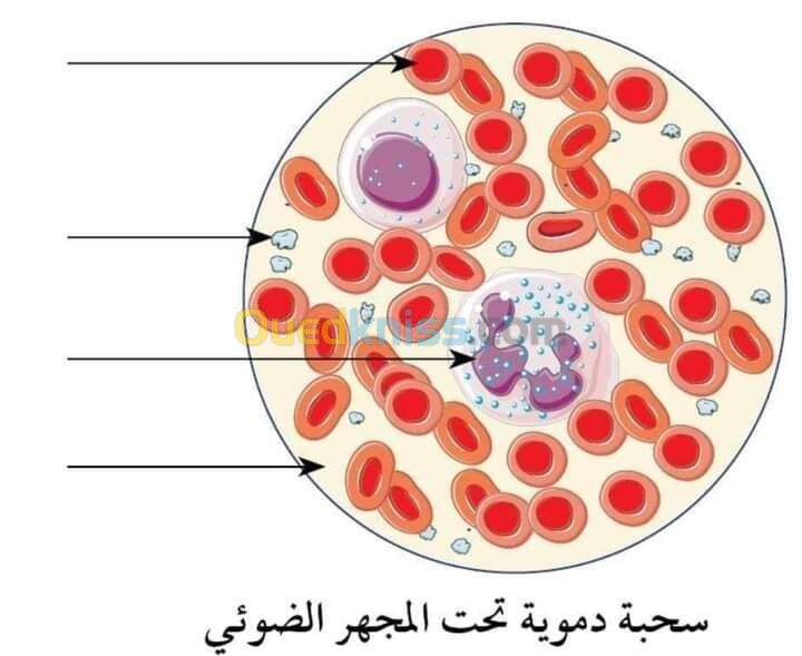 استاذ ة علوم طبيعية prof science 