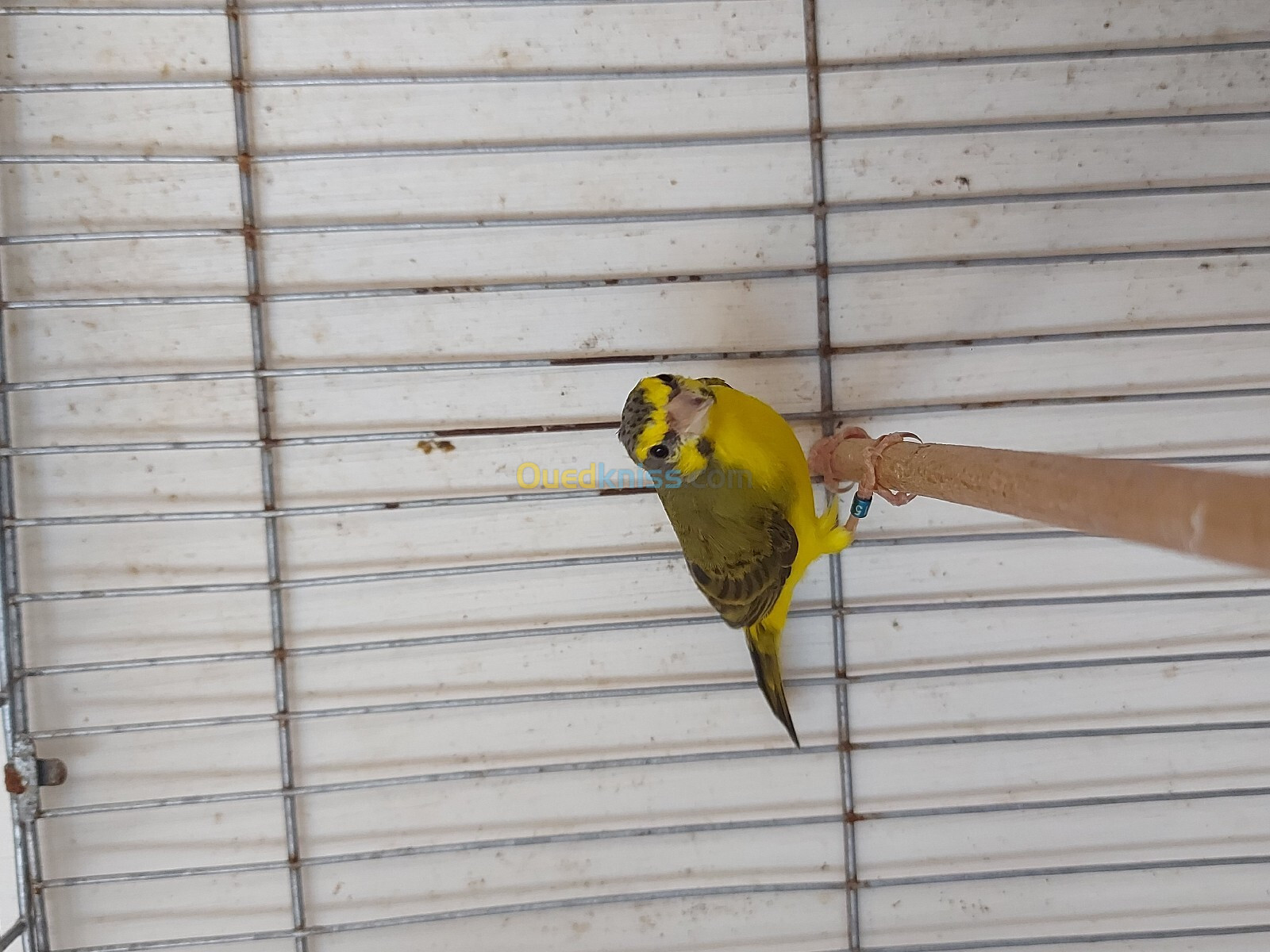 Mâle serin mozambique 