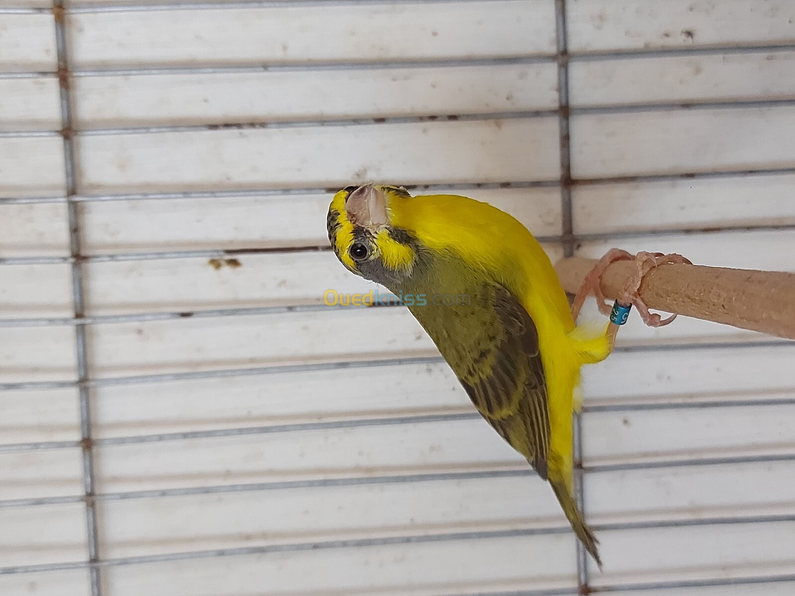 Mâle serin mozambique 