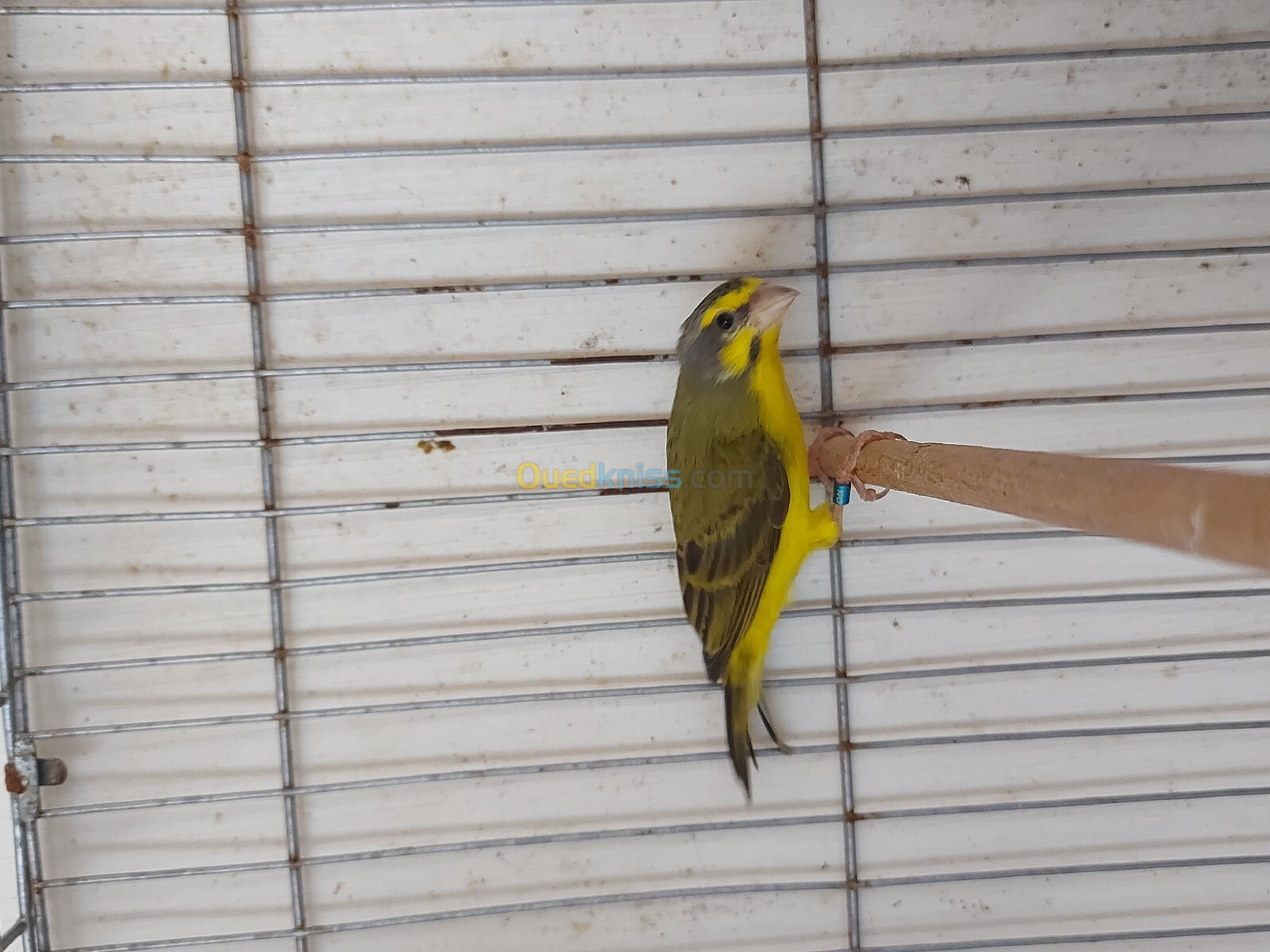 Mâle serin mozambique 