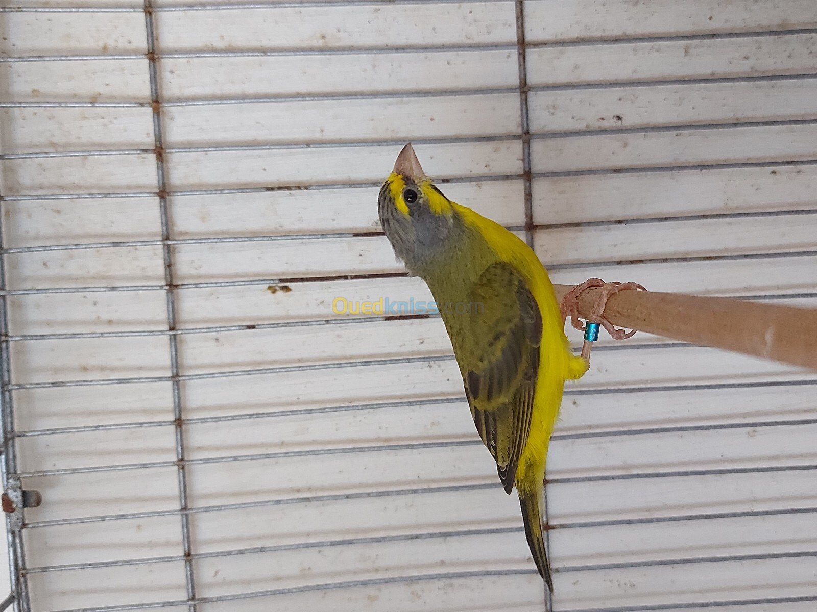 Mâle serin mozambique 