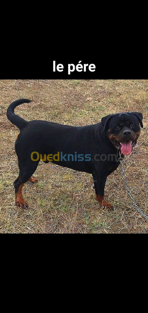 Chiots rottweiler serbie 