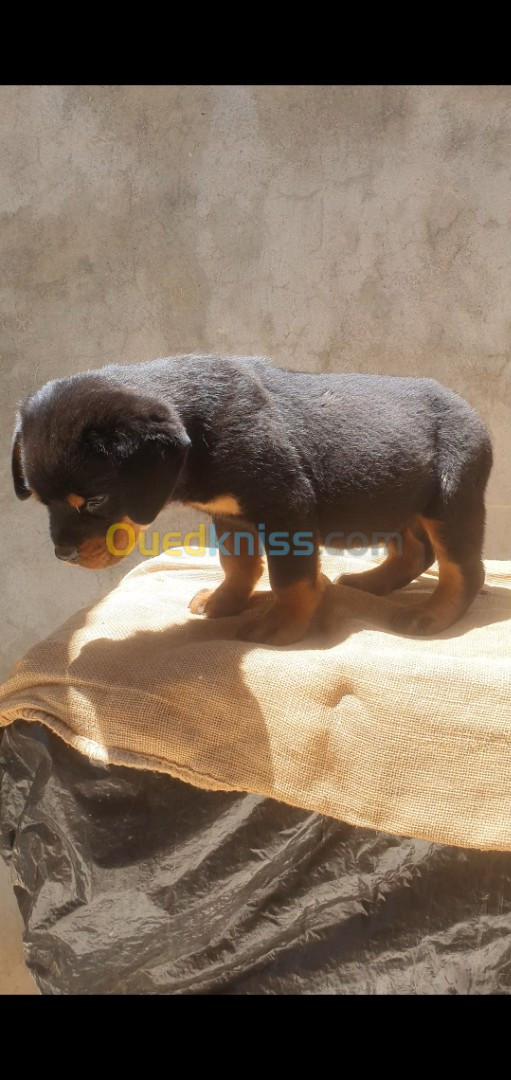 Chiots rottweiler serbie 