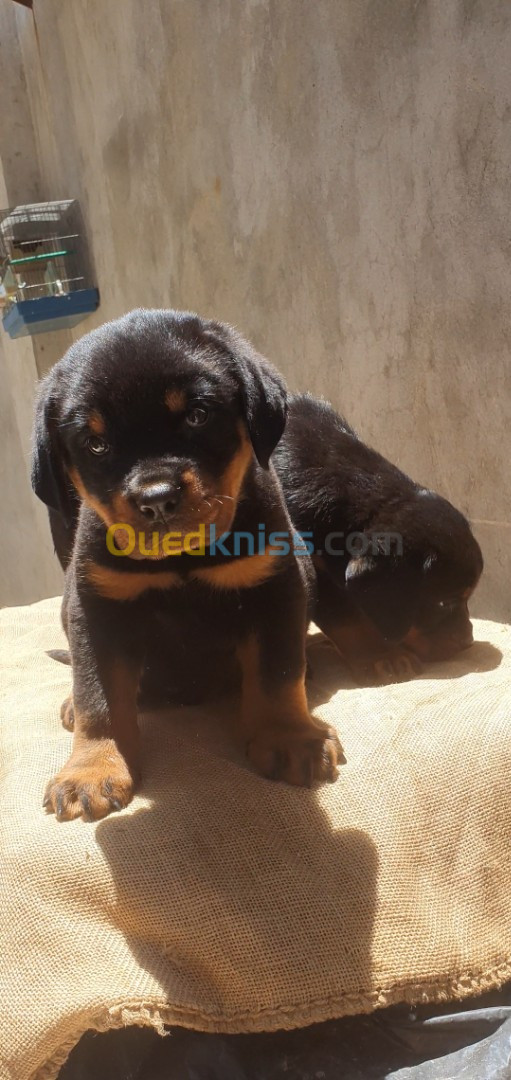 Chiots rottweiler serbie 