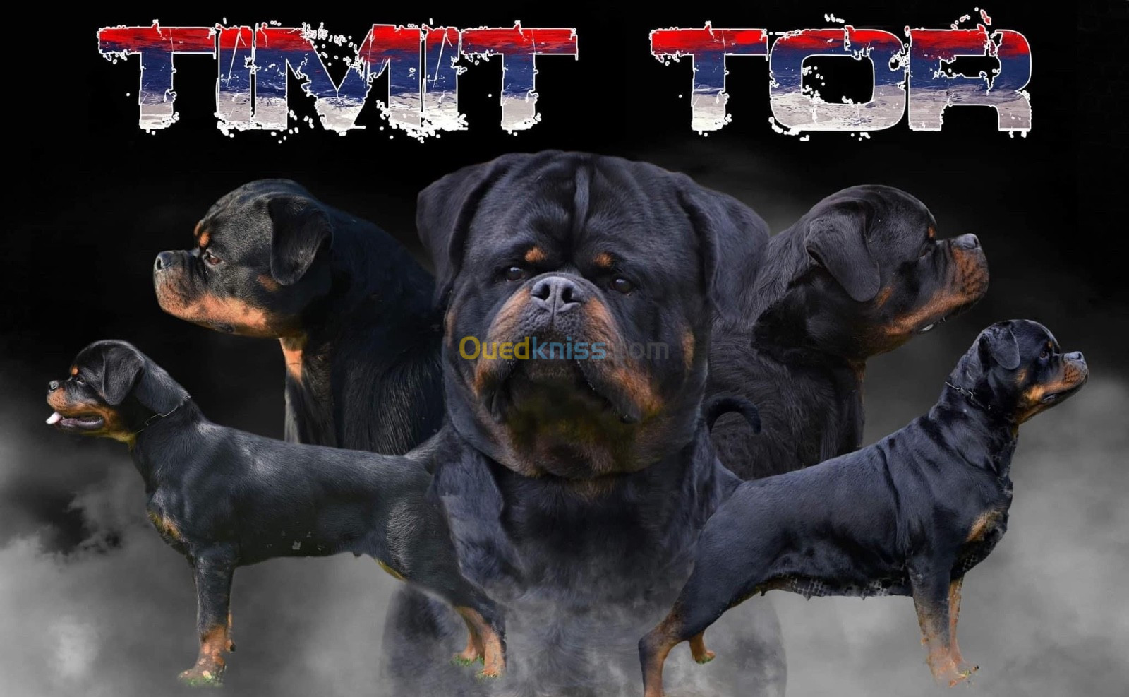 Chiot rottweiler Serbie 100% timit-tor 100%