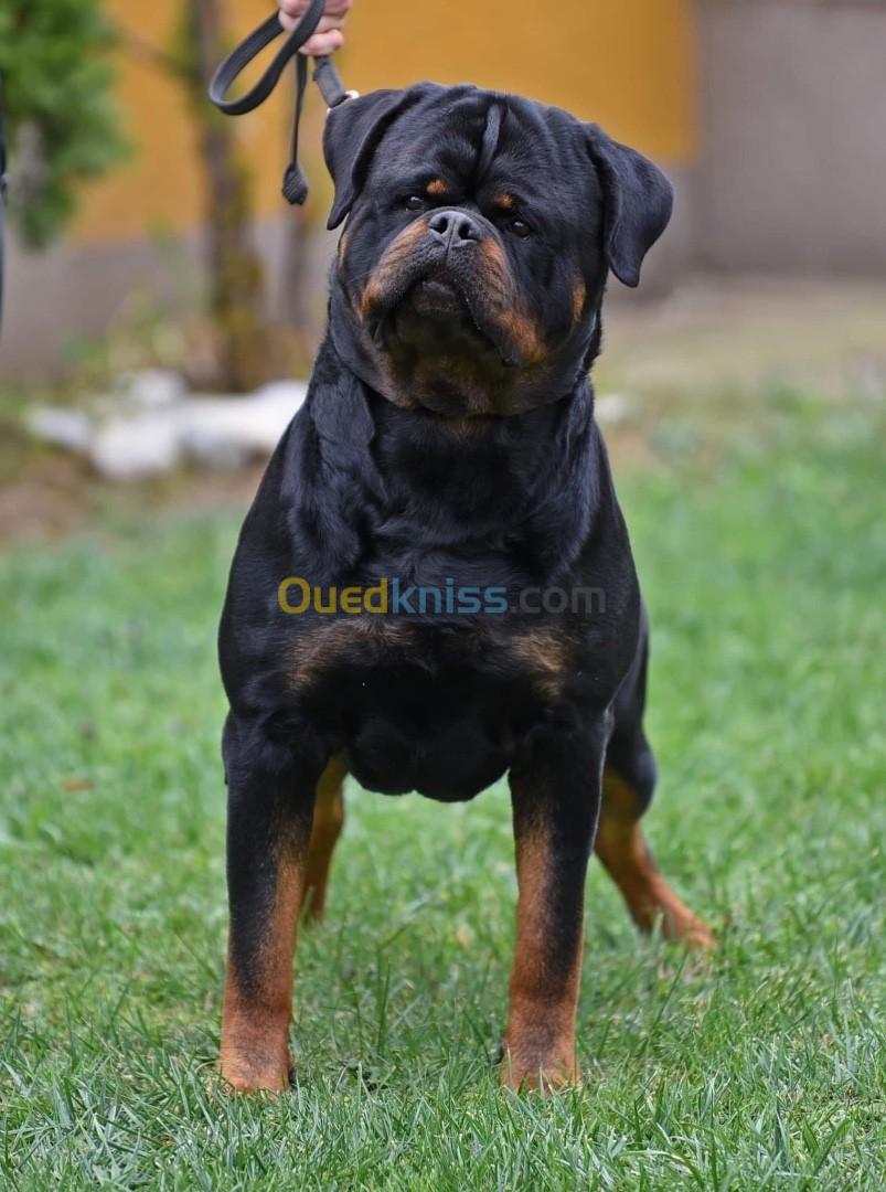 Chiot rottweiler Serbie 100% timit-tor 100%