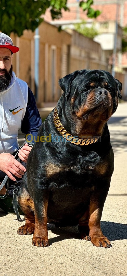 Chiot rottweiler top du top