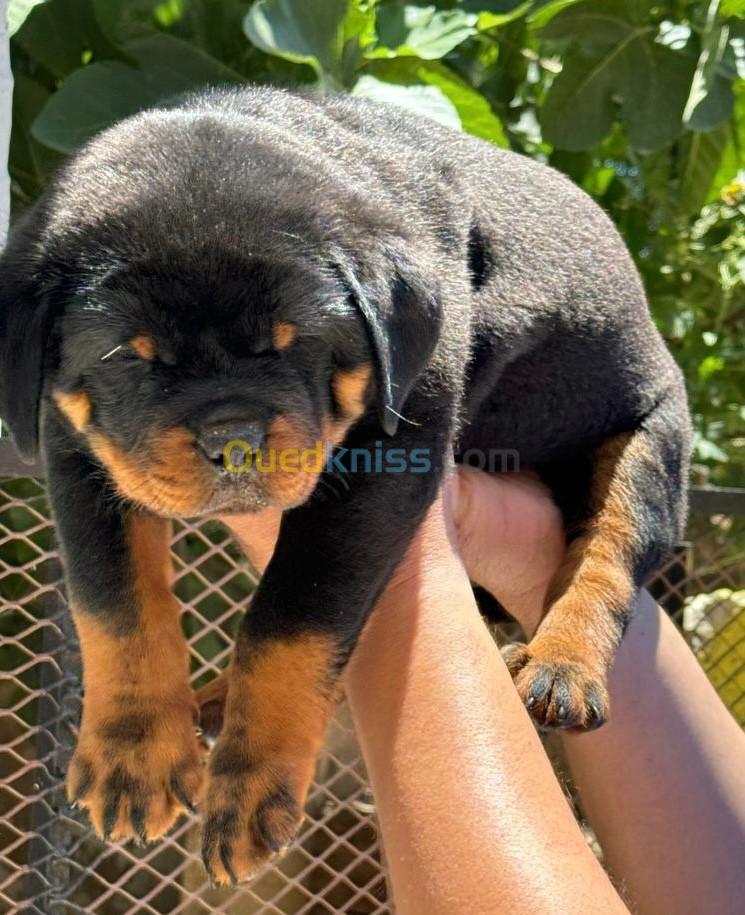 Chiot rottweiler top du top